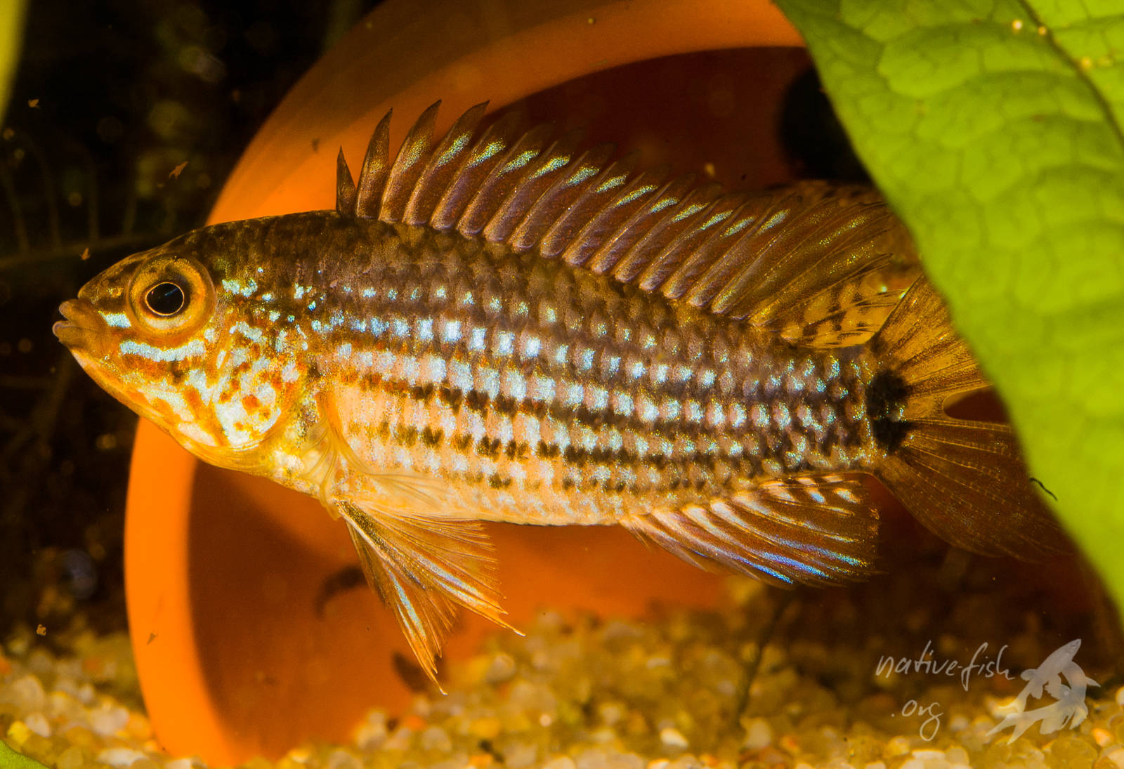 Männchen von Apistogramma rubrolineata im Aquarium ... (Bildquelle: Stefan K. Hetz, native-fish.org) Apistogramma rubrolineata
