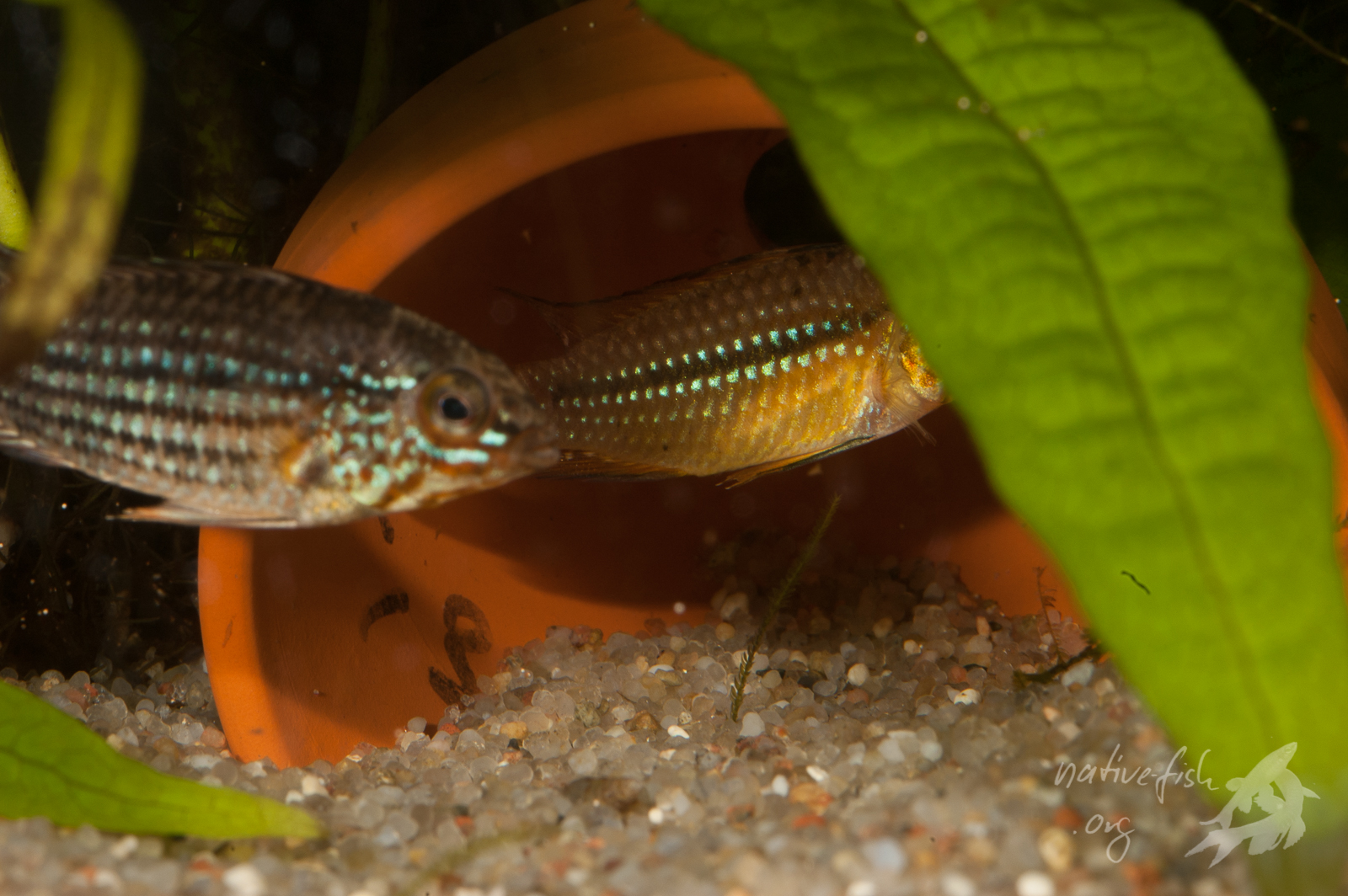 ... und Apistogramma rubrolineata bei der Balz am/im späteren Laichplatz. (Bildquelle: Stefan K. Hetz, native-fish.org) Apistogramma rubrolineata Balz