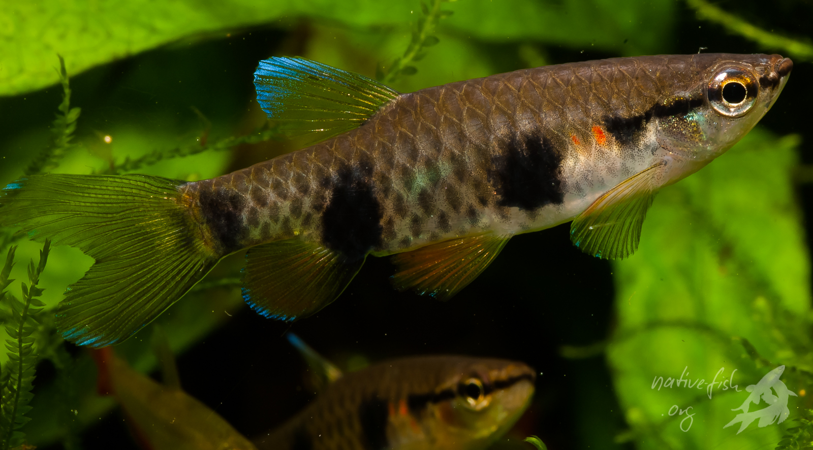 Anders als die Populationen aus dem südlichen Bolivien zeigen die Formen von Pyrrhulina vittata aus dem nördlichen Bolivien und aus der Region von Puerto Maldonado aus Peru die attraktiven roten Zeichnungen im Kopfbereich hinter den Kiemendeckeln. (Bildquelle: Stefan K. Hetz, native-fish.org) Pyrrhulina vittata