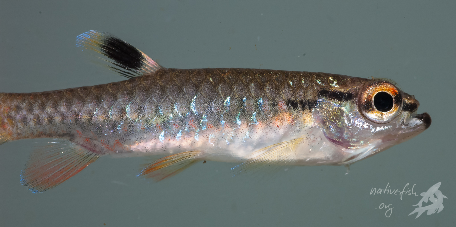 Eine junge Pyrrhulina. Die Kopfpartie ist sehr stark verkrüppelt, was aber auch die Folge einer schon länger zurückliegenden Verletzung sein kann. (Bildquelle: Stefan K. Hetz, native-fish.org) Junge Pyrrhulina in der Nähe von Cobija