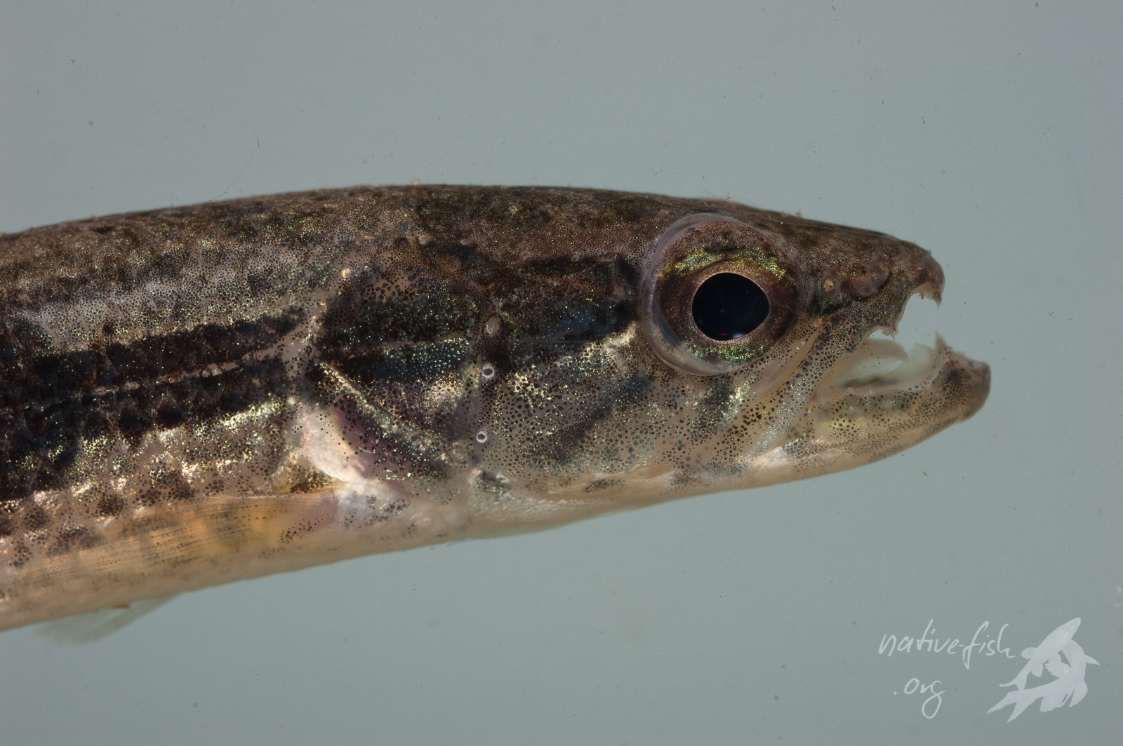 Ein kleiner Raubsalmler der Gattung Hoplias. Diese Tiere gingen uns fast in jedem Biotop als Jungfische ins Netz. Sie liegen meinstens lauernd auf Beute am Boden. Das Gebiss lässt erkennen, auf welche Weise sich das Tier ernährt. (Bildquelle: Stefan K. Hetz, native-fish.org) Junger Raubsalmler in der Nähe von Cobija