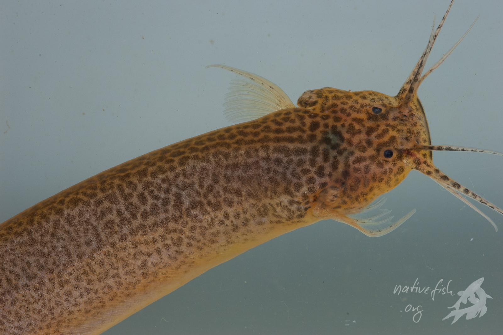 Ein kleiner trichomyterider Wels ging uns auch ins Netz. Diese Tier sind länglich und meist sehr wenig beschuppt, was es nicht leicht macht, sie zu fassen. (Bildquelle: Stefan K. Hetz, native-fish.org) Trichomycterider Wels aus der Nähe von Cobija