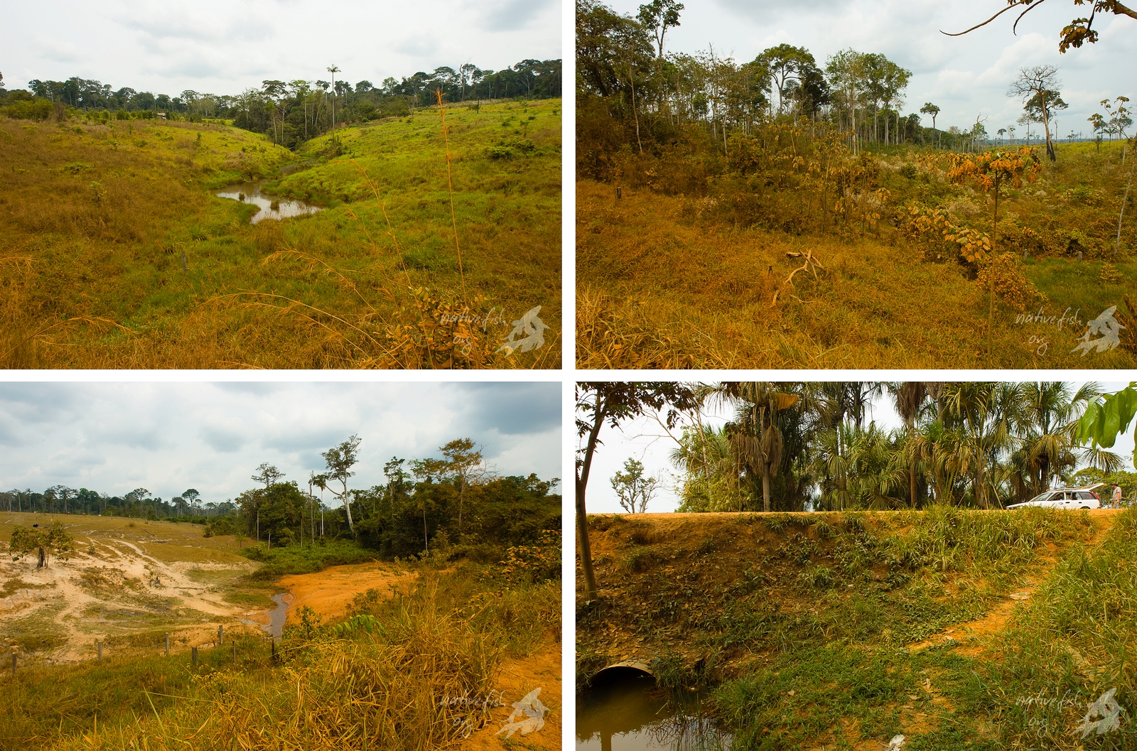 Ein paar Impressionen des beschriebenen Biotops. Die meisten Bereiche werden extensiv für Viehweiden genutzt. Unten rechts der besagte Durchlass des Baches unter der Straße. (Bildquelle: Stefan K. Hetz, native-fish.org) Kleiner Palmenbiotop