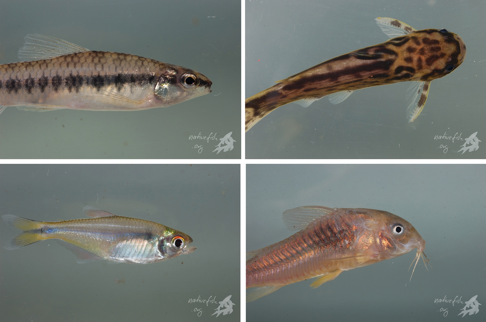 Weitere in der Gegend um Cobija gefangene und in der Fotoküvette fotografierte Fische. (Bildquelle: Stefan K. Hetz, native-fish.org) Crenicichla