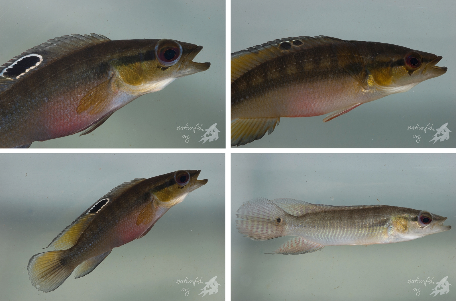 Diese hübsche Crenicichla- Art fingen wir auch. Hier nur Aufnahmen aus der Fotoküvette von weiblichen und einem männlichen Tier. (Bildquelle: Stefan K. Hetz, native-fish.org) Crenicichla