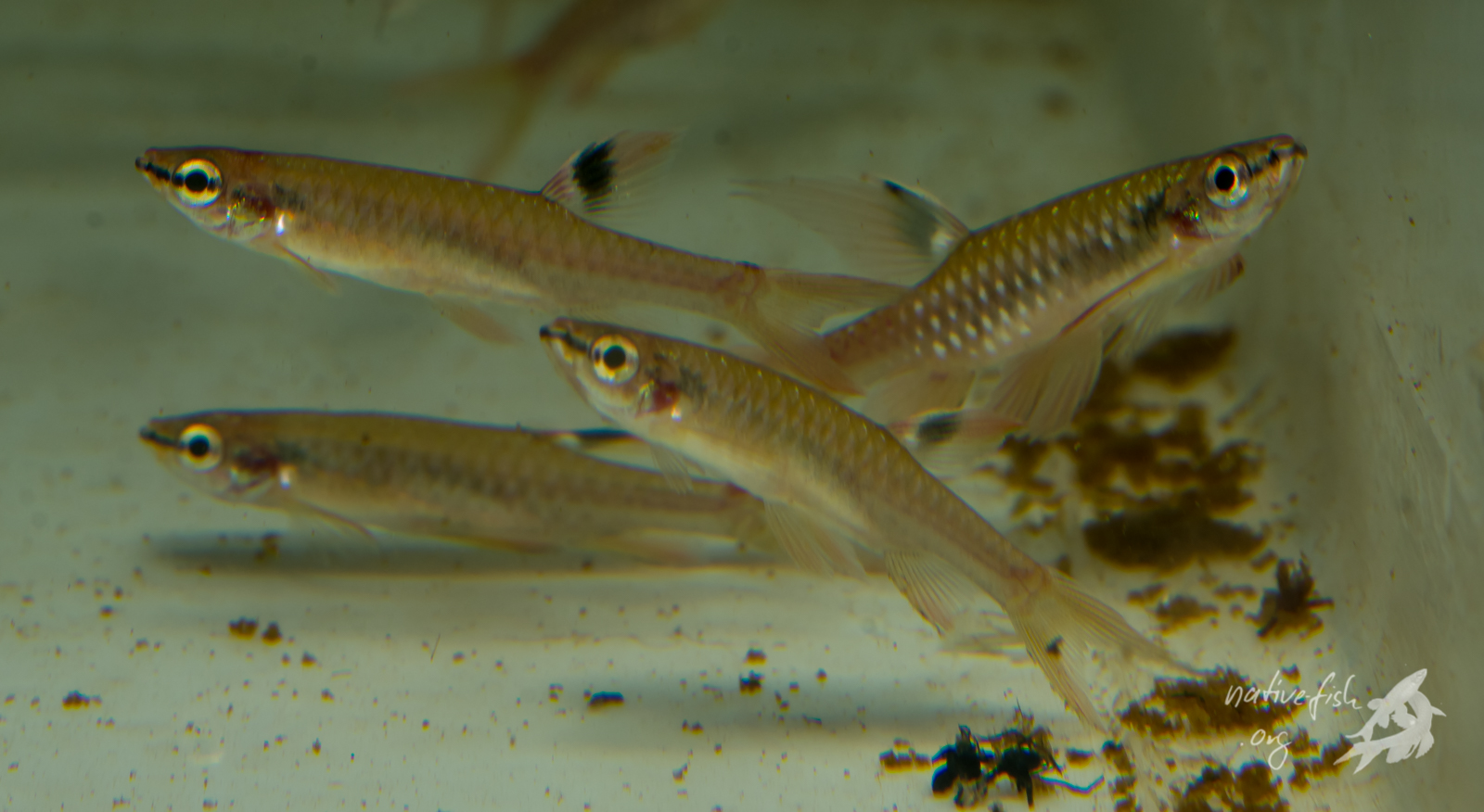 Wildfänge von Copella arnoldi beim Fänger in Altamira im Dezember 2019. Ob diese Art die gleiche ist wie die Art, die wir in Deutschland im Aquarium halten, bleibt zunächst ungeklärt. (Bildquelle: Stefan K. Hetz, native-fish.org) Wildfänge im Becken beim Fänger