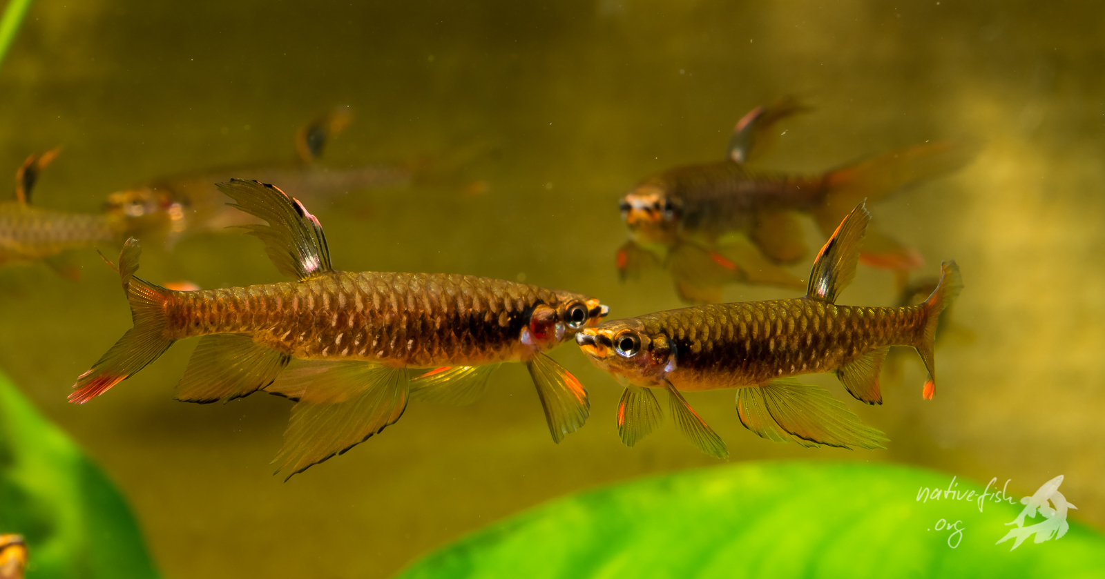 Zwei Männchen von Copella arnoldi imponieren einander mit aufgestellten Flossen, ein drittes Männchen im Hintergrund sieht zu. (Bildquelle: Stefan K. Hetz, native-fish.org) Zwei imponierende Männchen
