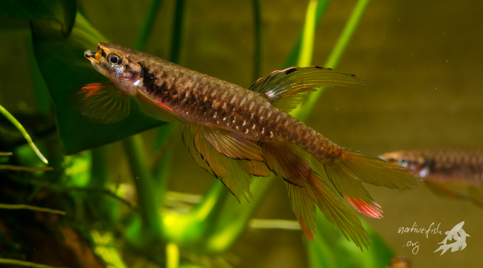 Manchmal kommt es auch zum Paralleldrohen bei Männchen von Copella arnoldi. Man muss schon genau hinsehen, um im Vordergund die beiden Männchen zu erkennen. (Bildquelle: Stefan K. Hetz, native-fish.org) Zwei Männchen beim Paralleldrohen