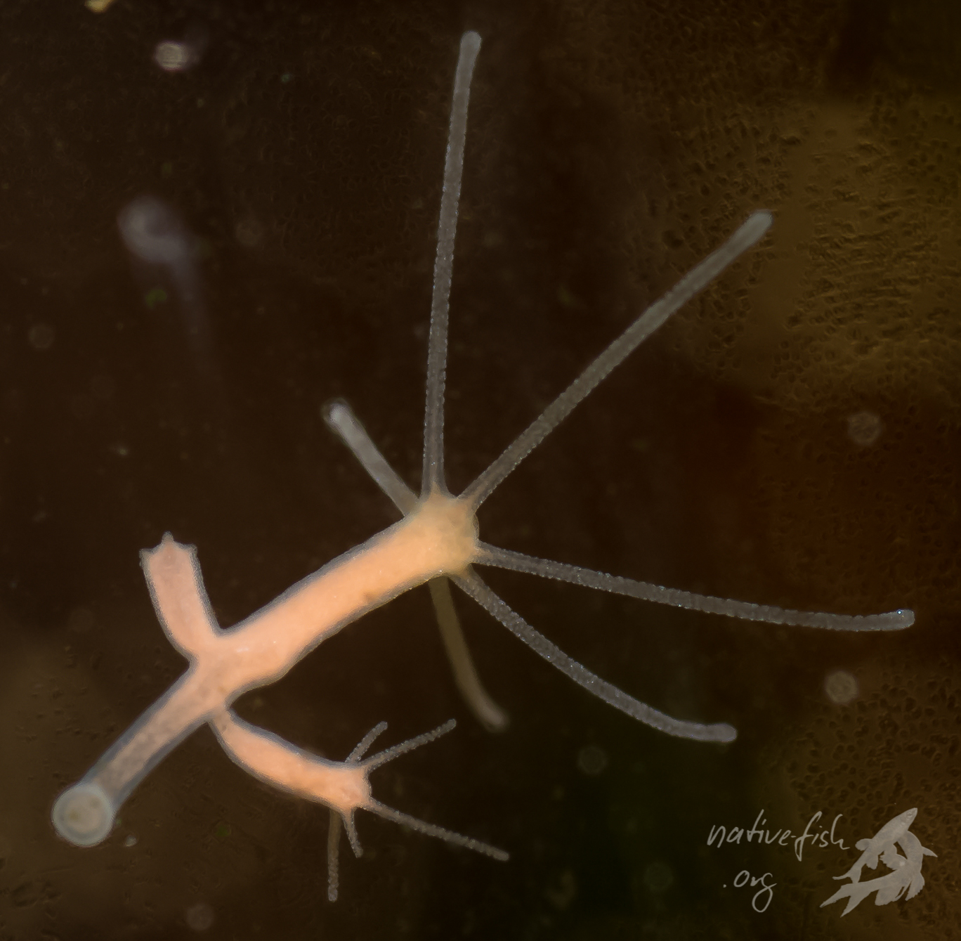Hydra an der Frontscheibe eines Aquariums. Man erkennt gut die Fußscheibe (links unten) mit der sich der Polyp an der Scheibe festsetzt. Am eigentlichen Körper finden sich zwei Knospen aus denen neuen Polypen hervorgehen (der rechte Tochterpolyp besitzt schon Tentakeln). Oben rund um die Mundöffnung finden sich Tentakel mit den Nesselzellen. (Bildquelle: Stefan K. Hetz, native-fish.org) Hydra an der Frontscheibe