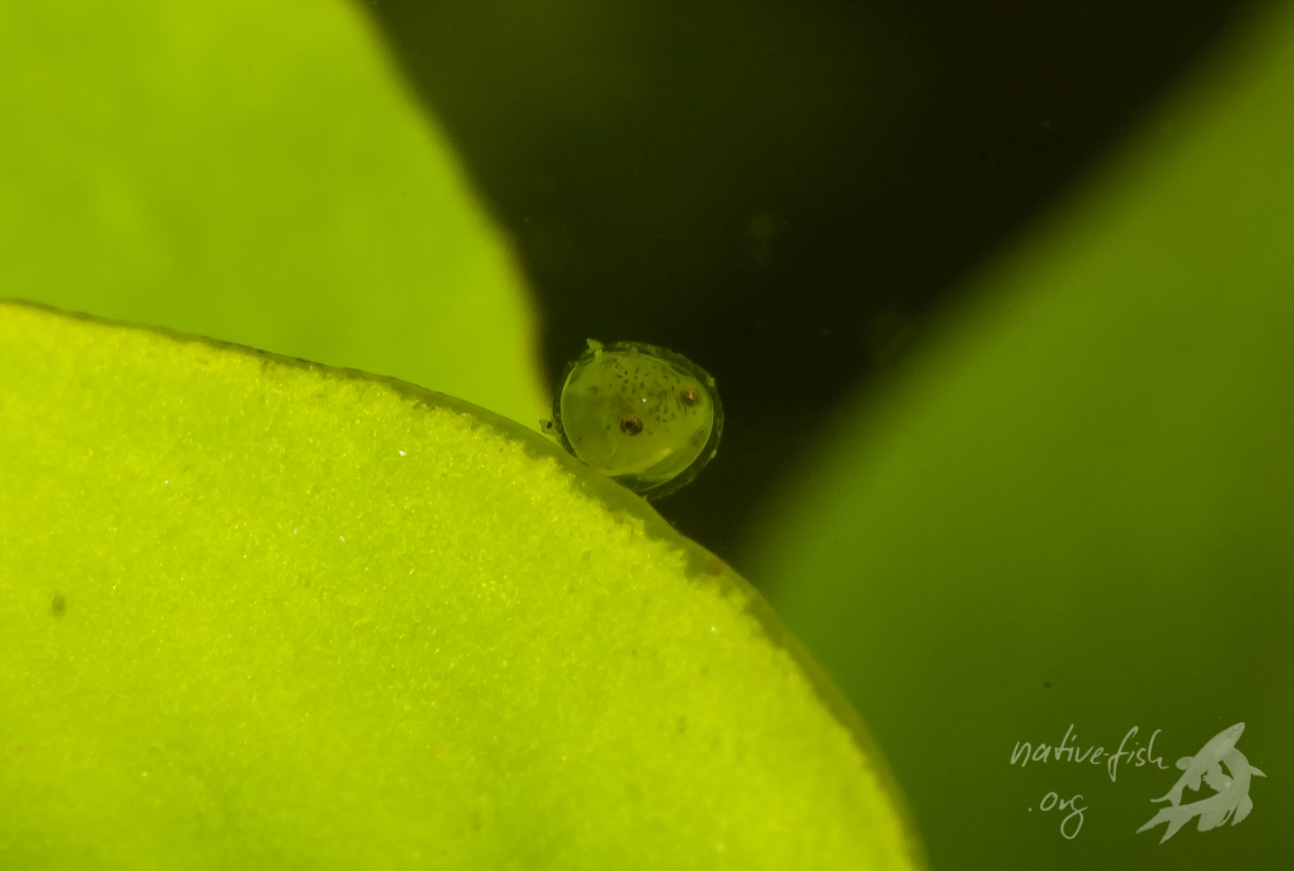 In diesem Ei steht der Jungfisch kurz vor dem Schlupf. Die Melanophoren sind zum Teil entwickelt, die Augen scheinen schon funktionsfähig zu sein. (Bildquelle: Stefan K. Hetz, native-fish.org) Jungfisch kurz vor dem Schlupf