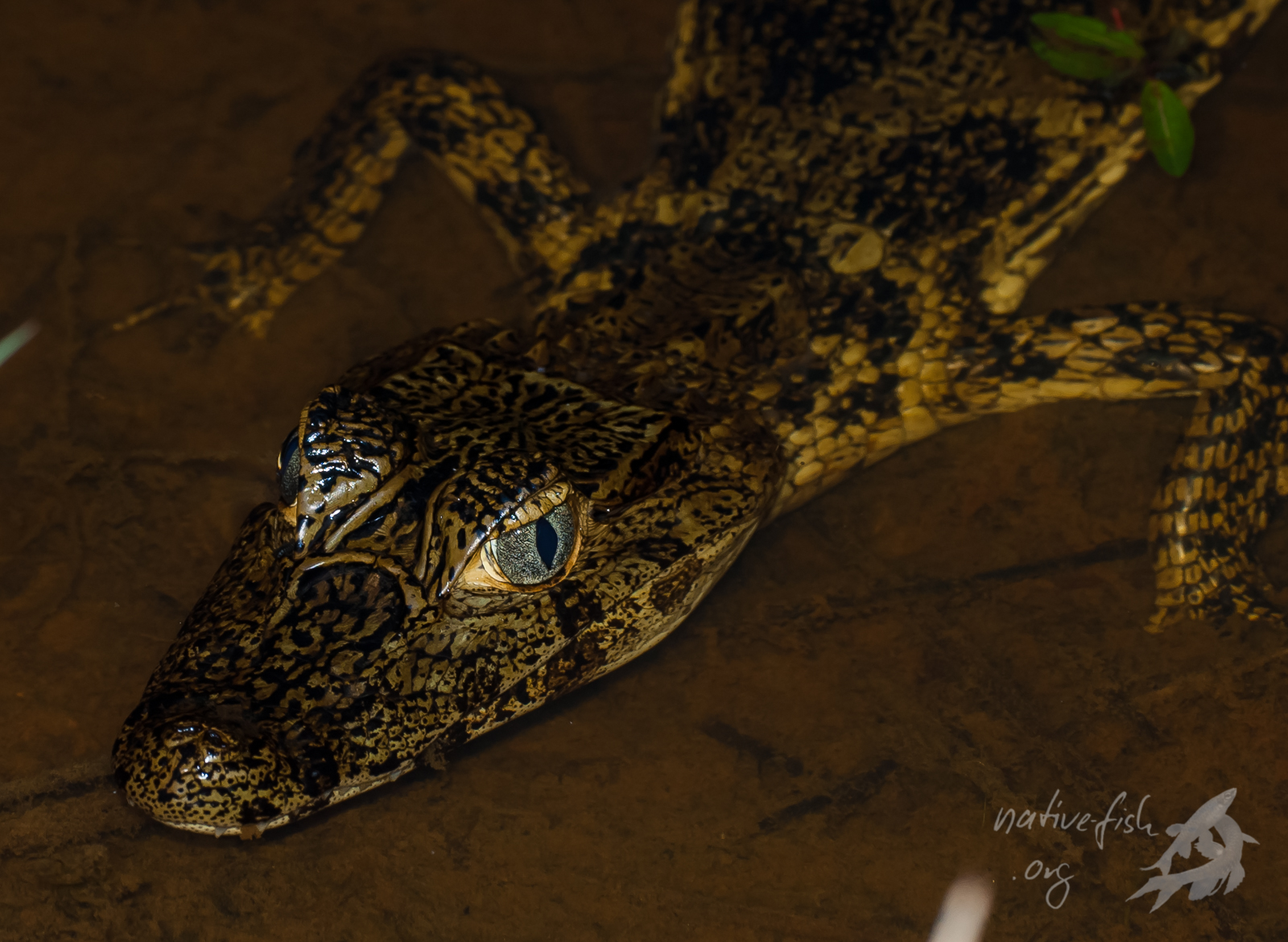 Dieser halbwüchsige Kaiman wurde nach Einbruch der Dunkelheit am Steg der Lodge fotografiert. (Bildquelle: Stefan K. Hetz, native-fish.org) Ein halbwüchsiger Kaiman am Steg