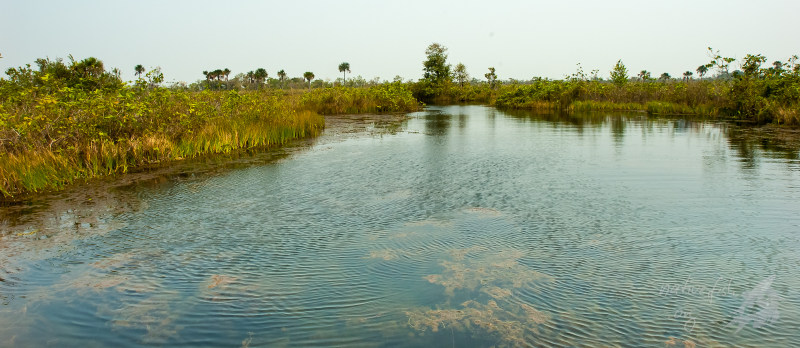 Ein Blick über einen breiteren Kanal. Im Vordergrund sieht man submerse Vegetation, die bis an die Waseroberfläche reicht. Die schwimmenden Wiesen im Hintergrund lassen sogar kleine Bäume gedeihen. (Bildquelle: Stefan K. Hetz, native-fish.org) Kanäle durch die schwimmenden Wiesen