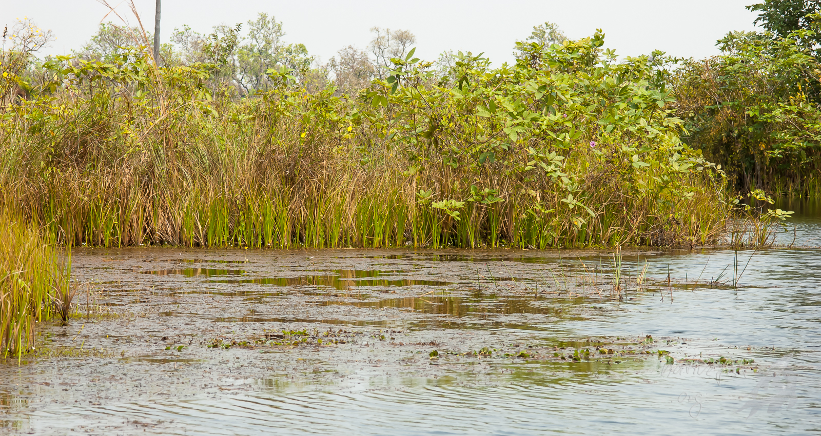 Blick von einem der ufernahen Kanäle auf das Ufer einer schwimmenden Wiese. Der Übergang ist bisweilen sehr abrupt. Die Vegetation sollte nicht darüber hinwegtäuschen, dass hier kein festes Ufer befindet. (Bildquelle: Stefan K. Hetz, native-fish.org) Schwimmende Wiesen