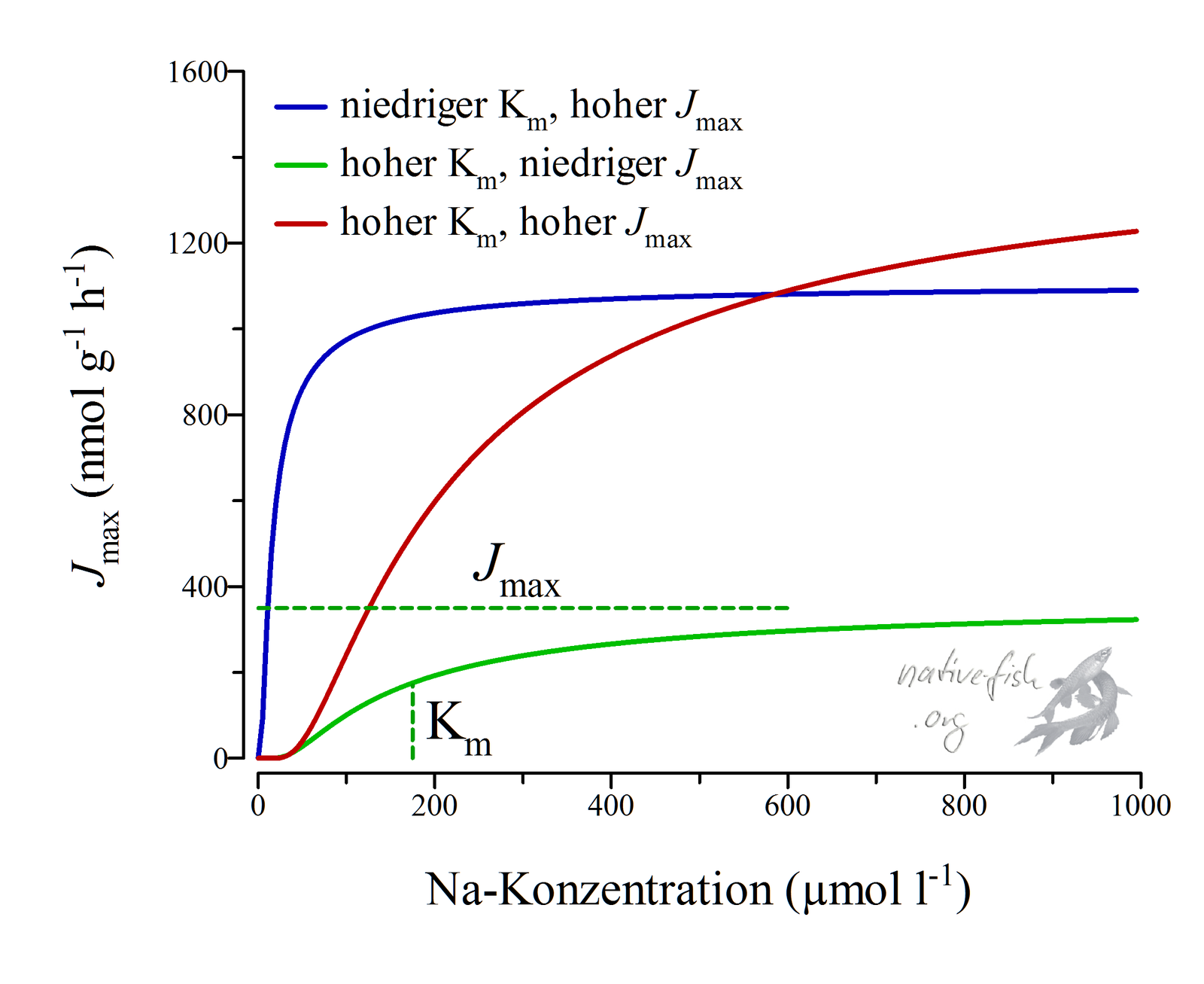 Für die Abschätzung der Leistungsfähigkeit der Ionenaufnahme kommen zwei Größen zum tragen. Jmax Jmax gibt die maximale Aufnahmerate wieder, während Km die Affinität der Transporter zu den Ionen ausdrückt. Je geringer also Km, desto leichter fällt es dem Fisch auch noch aus extrem ionenarmen Gewässern Ionen aufzunehmen. (Bildquelle: Stefan K. Hetz, native-fish.org) Ionenaufnahme bei Weichwasserfischen