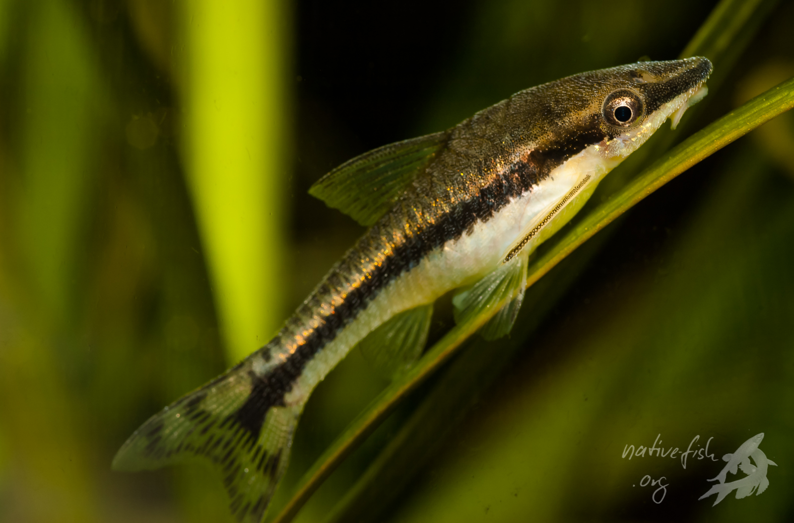 So sollten gut genährte hypoptopomatine Welse, hier vermutlich Otocinclus hoppei, nach meiner Meinung aussehen. Mit ein bisschen Sorgfalt bei der Pflege lässt sich dieses Ziel auch relativ leicht erreichen. (Bildquelle: Stefan K. Hetz, native-fish.org) Otocinclus hoppei