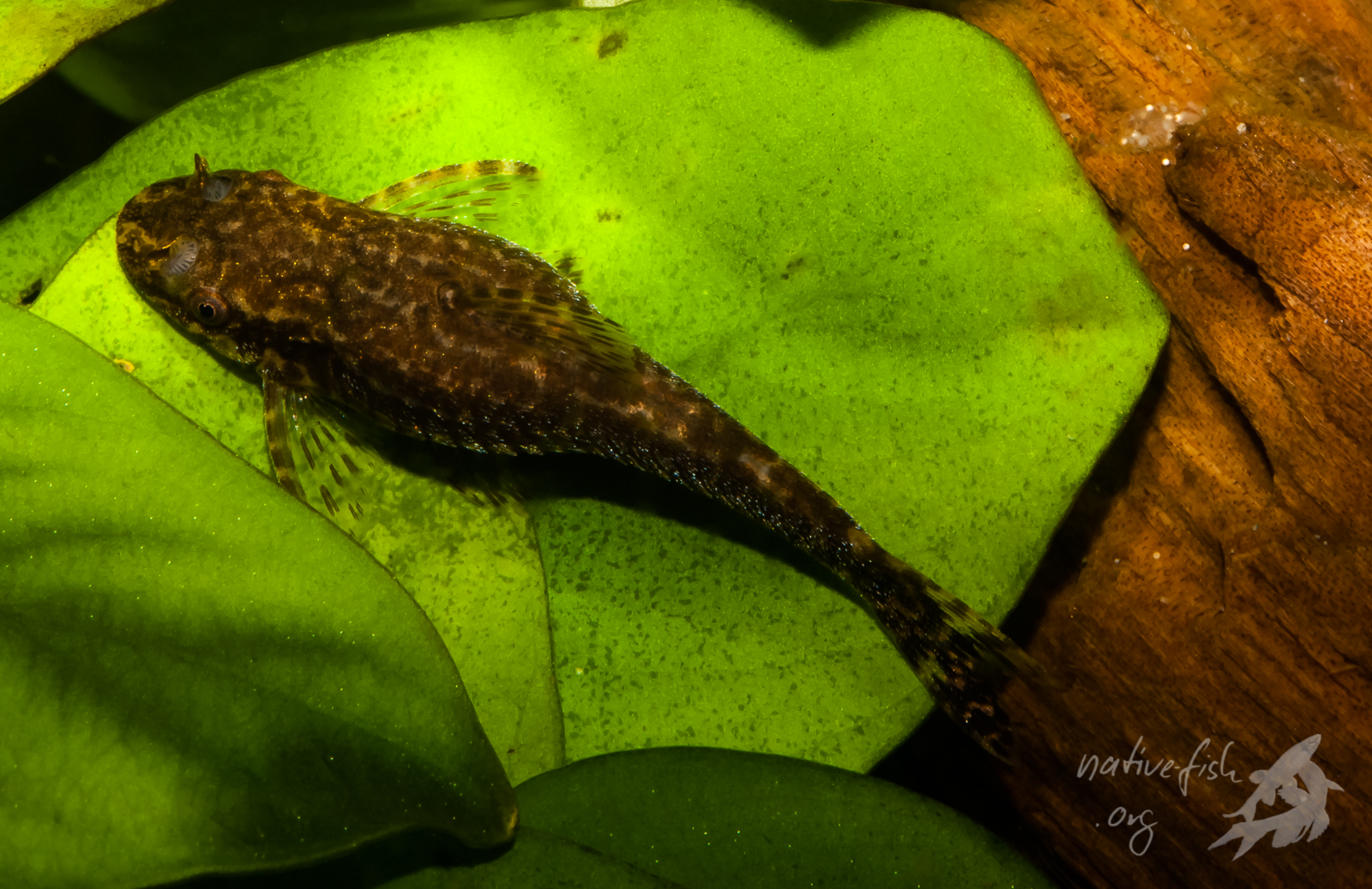 Ein Weibchen von Otothyropsis piribebuy im Aquarium. Der Ernährungszustand des Tieres ist gut, wie man unschwer erkennen kann. (Bildquelle: Stefan K. Hetz, native-fish.org) Otothyropsis in gutem Zustand