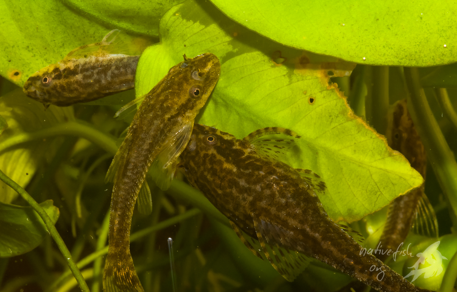 Ein Paar von Otothyropsis piribebuy hat sich im Aquarium zum Ablaichen gefunden. Das Weibchen (Mitte) wird oft von mehreren Männchen gleichzeitig bedrängt. Hier sind es drei Männchen, die sich zum Weibchen gesellt haben. (Bildquelle: Stefan K. Hetz, native-fish.org) Paar von Otothyropsis beim Laichvorbereiten