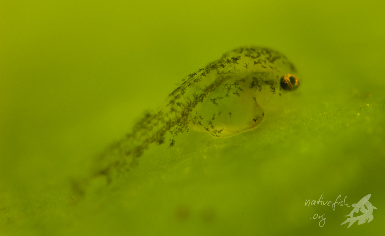 Hier eine Makroaufnahme eines Jungfisches. Von der beginnenden Ausfärbung kann man einzelne Melanophoren (Farbstoffträger) erkennen. (Bildquelle: Stefan K. Hetz, native-fish.org) Jungfisch Detail