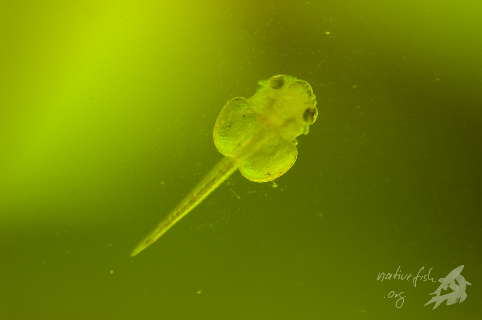 Die Makroaufnahme eines Jungfisches an der Frontscheibe lässt den zweigeteilten Dottersack gut erkennen. (Bildquelle: Stefan K. Hetz, native-fish.org) Jungfisch Detail an der Scheibe