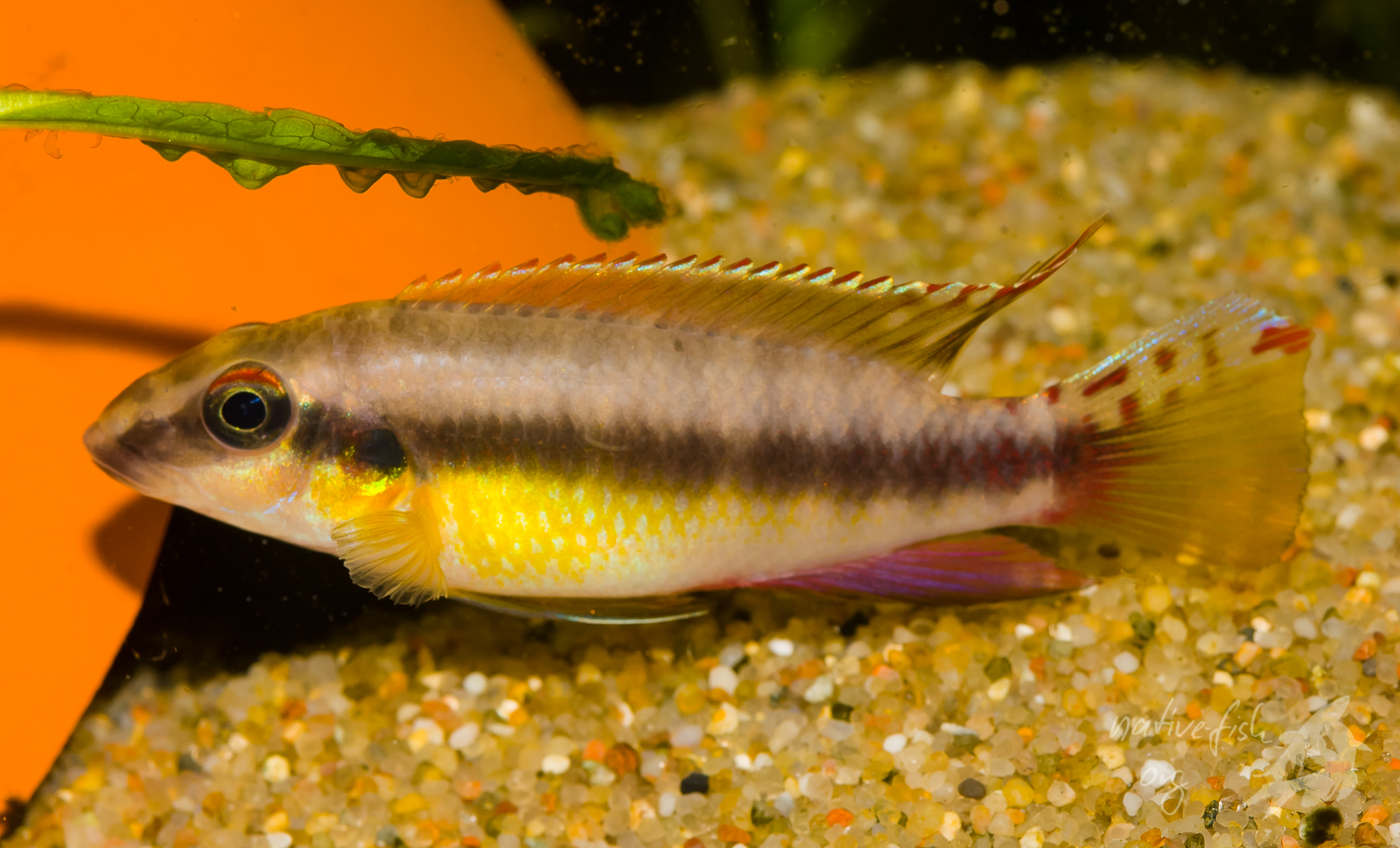 Und hier das ausgewachsene männliche Tier in attraktiver Färbung. (Bildquelle: Stefan K. Hetz, native-fish.org) W humilis Männchen