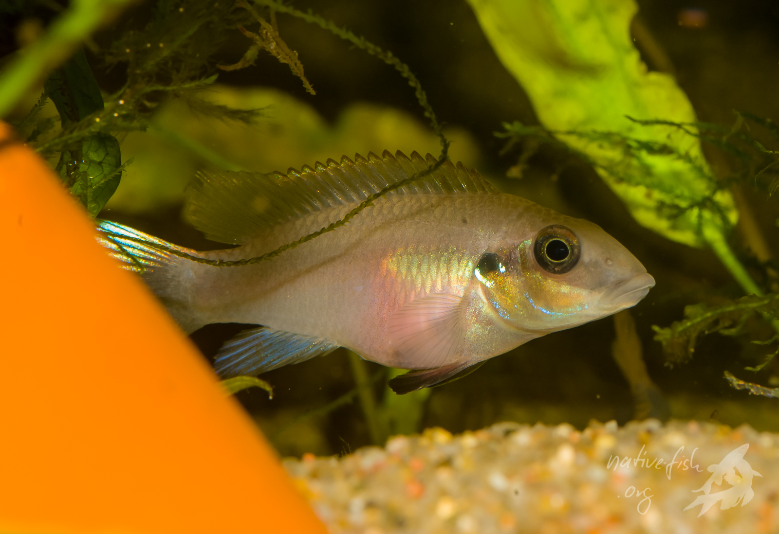 Ein adultes Weibchen von W. humilis. (Bildquelle: Stefan K. Hetz, native-fish.org) W humilis Weibchen