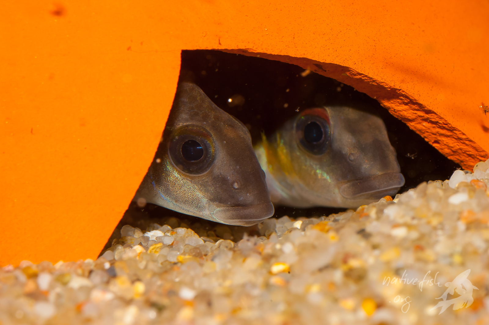 W. humilis, ein Paar lugt aus dem Brutversteck. (Bildquelle: Stefan K. Hetz, native-fish.org) W. humilis, ein Paar im Brutversteck. Bild Dr. Stefan K. Hetz