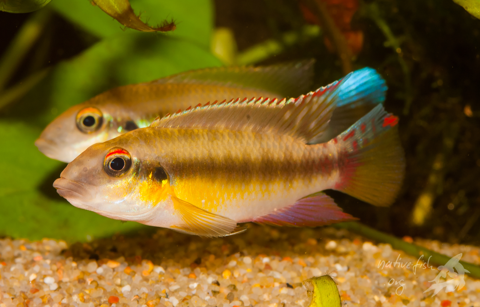 W. humilis, das Paar in voller Pracht. Vorne das männliche Tier. Bildquelle: Stefan K. Hetz, native-fish.org) W. humilis, das Paar vor dem Brutversteck. Bild Dr. Stefan K. Hetz