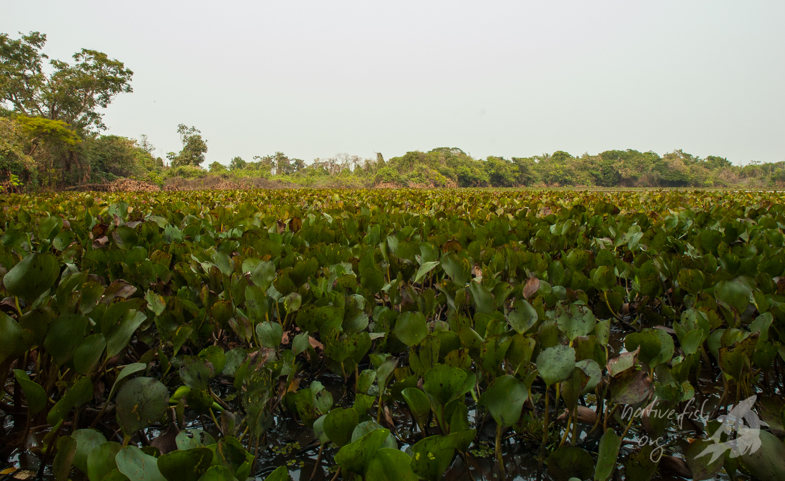 Die Bedeckung mit Wasserpflanzen, hier Eichhornia crassipes verhindert den Gasaustausch zwischen Wasser und Atmosphäre. (Bildquelle: Stefan K. Hetz, native-fish.org) Die Bedeckung mit Wasserpflanzen verhindert den Gasaustausch.