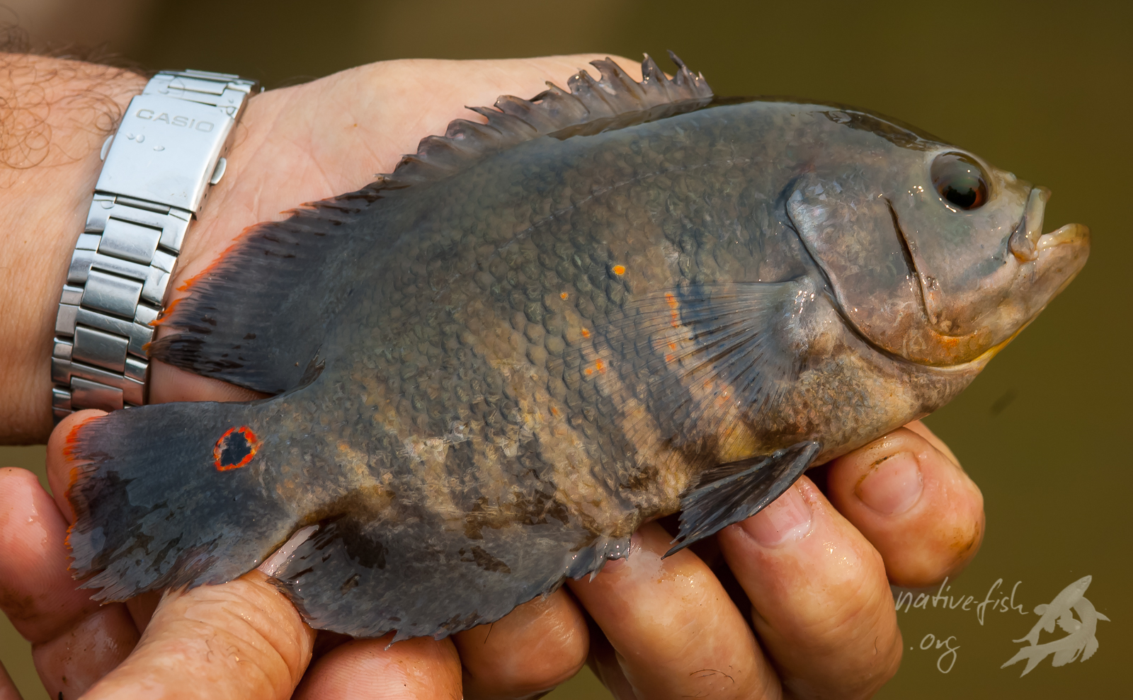 Einige amazonische Fischarten, wie auch die Gattung Astronotus sind sehr tolerant gegenüber niedrigen Sauerstoffpartialdrücken und können sogar in völliger Anoxie überleben, indem sie sich kurzfristig anpassen und auf anaerobe Energiegewinnung umstellen. (Bildquelle: Stefan K. Hetz, native-fish.org) Einige Fische sind sehr tolerant gegenüber niedrigen Sauerstoffpartialdrücken.