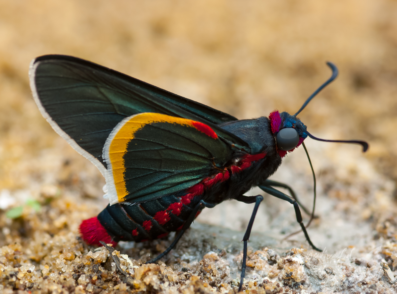 Ionenquellen, hier im Kot eines Vogels werden nicht nur von Fischen genutzt. Hier ein Schmetterling der Art <i>Mysoria barcastus</i> am Ufer des Rio San Martin in Bolivien bei der Aufnahme von Ionen aus dem verkoteten Sand. (Bildquelle: Stefan K. Hetz, native-fish.org) Ionenquellen werden genutzt