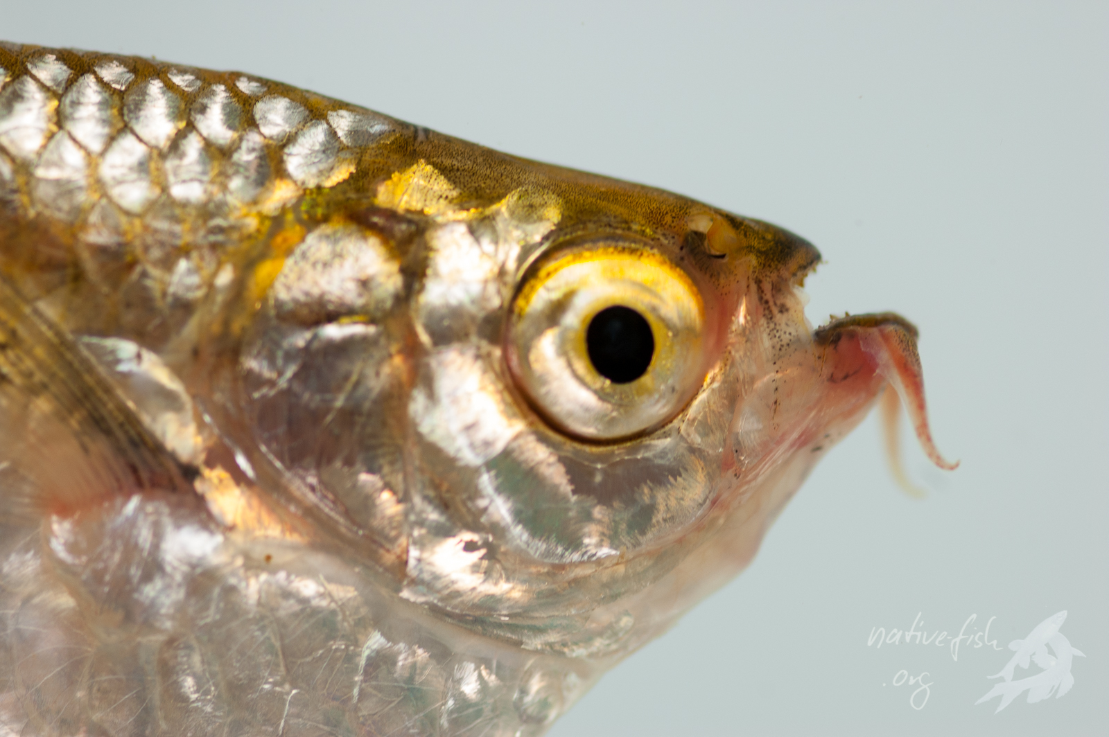 Der Kropfsalmler der Gattung Triportheus zeigt nach kurzer Zeit in sauerstoffarmem Wasser die typische Ausbildung einer vergrößerten Unterlippe, mit der das Tier sauerstoffreiches Wasser von der Oberfläche des Gewässers aufnehmen kann. (Bildquelle: Stefan K. Hetz, native-fish.org) Ein Kropfsalmler aus Bolivien nach der Ausbildung einer stark durchbluteten Unterlippe.