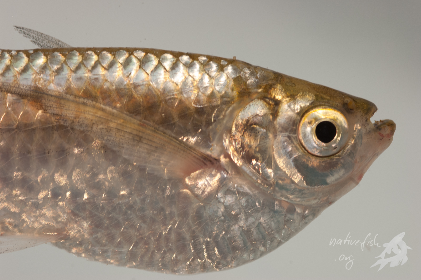 Kropfsalmler der Gattung Triportheus zeigen die Fähigkeit einer charakteristischen Ausbildung der Unterlippe, mit der sie die sauerstoffreichen Schichten an der Oberfläche der Gewässer nutzen können. Dieses Tier wurde in einer Küvette gehalten, die mit sauerstoffarmem Wasser gefüllt war. (Bildquelle: Stefan K. Hetz, native-fish.org) Ein Kropfsalmler aus Bolivien kurz vor der Ausbildung einer stark durchbluteten Unterlippe.