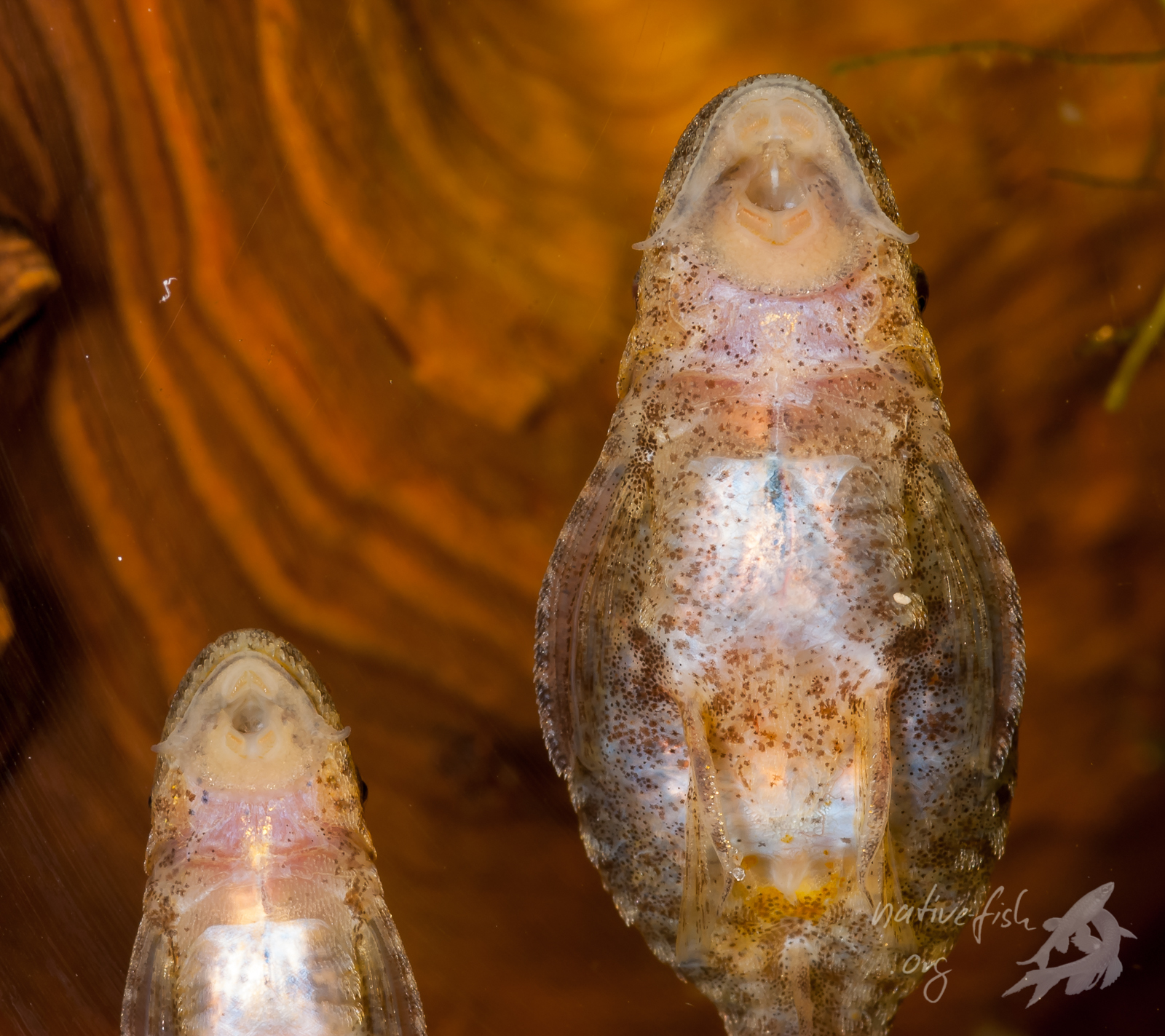 Ein Paar von Otothyropsis piribebuy im Aquarium an der Frontscheibe in gutem Ernährungszustand. Die Tiere (Weibchen rechts) sind laichreif und können in wenigen Tagen zum Ablaichen gebracht werden. (Bildquelle: Stefan K. Hetz, native-fish.org) Paar von Otothyropsis in gutem Zustand vor Ablaichen