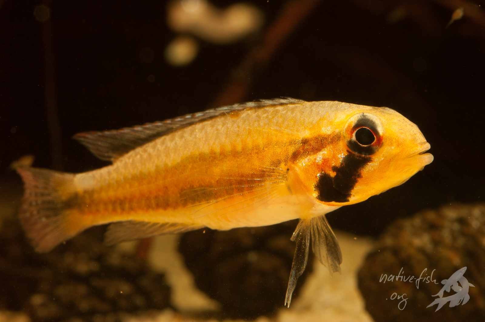 Einige aus Schwarzwassergebieten stammende Fischarten, wie Apistogramma diplotaenia, gedeihen auf Dauer nur in weichem, saurem und keimarmen Wasser. Die Zucht gelingt bei einigen Arten überhaupt nur in solchem Wasser. Was physiologisch genau dahinter steckt, ist bisher nicht geklärt. (Bildquelle: Stefan K. Hetz, native-fish.org) Eine das Schwarzwasser bewohnenden Cichlidenart