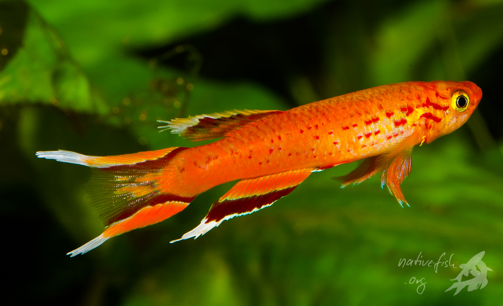 Aphyosemion australe, ein kleiner afrikanischer Killifisch. (Bildquelle: Stefan K. Hetz, native-fish.org) Aphyosemion australe, ein kleiner afrikanischer Killifisch. Bild Dr. Stefan K. Hetz