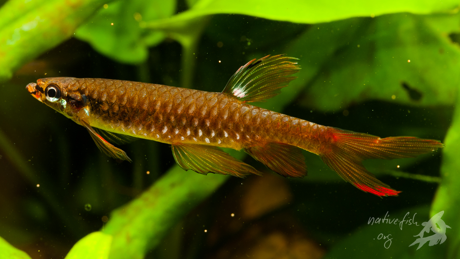 Ein Männchen des Spritzsalmlers (Bildquelle: Stefan K. Hetz, native-fish.org) Spritzsalmler Männchen