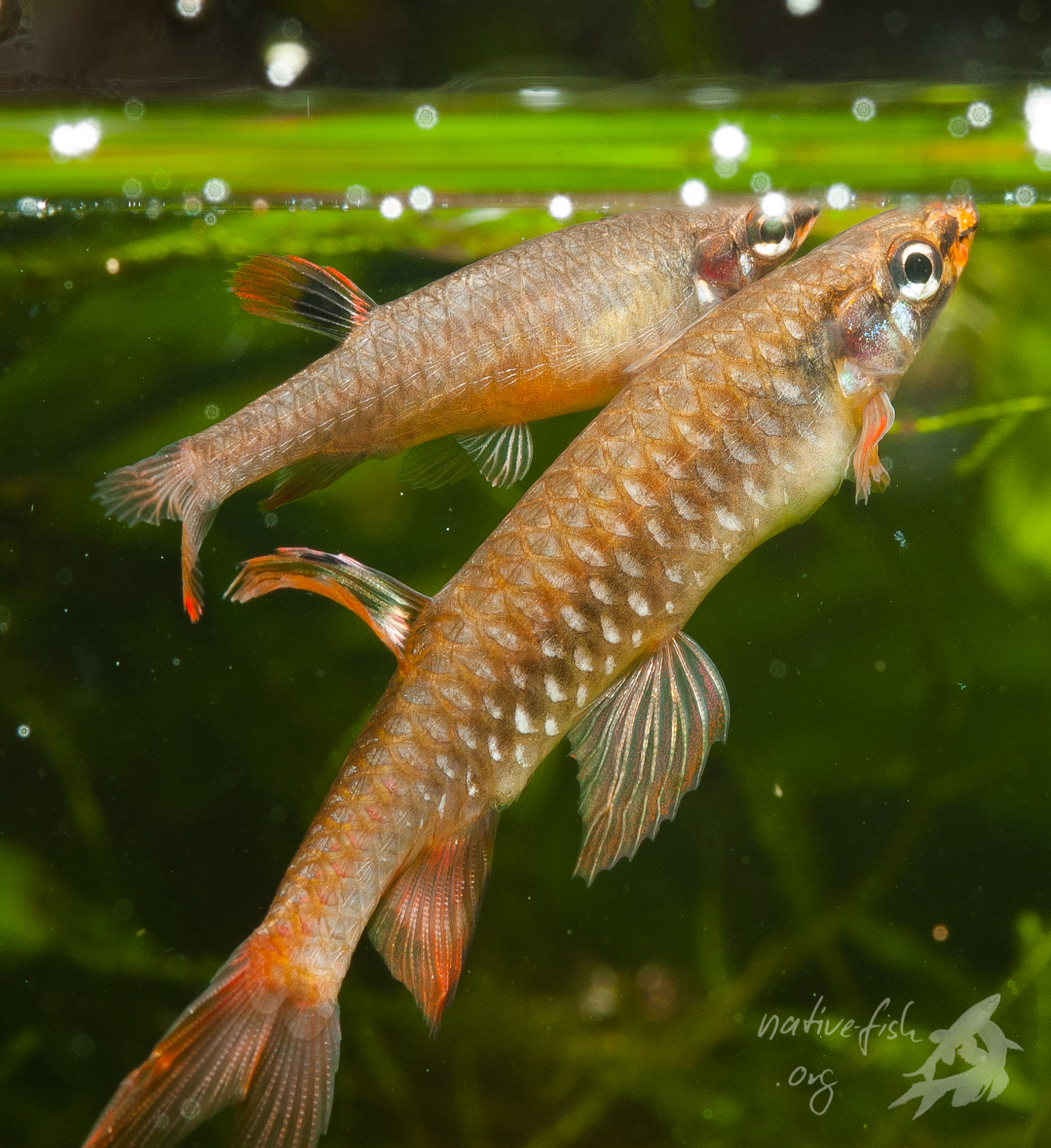 Ein Paar des Spritzsalmlers Copella arnoldi kurz unter der Wasseroberfläche bei der Vorbereitung zum Laichsprung. Das Männchen vorne im Bild. (Bildquelle: Stefan K. Hetz, native-fish.org) Spritzsalmler Paar