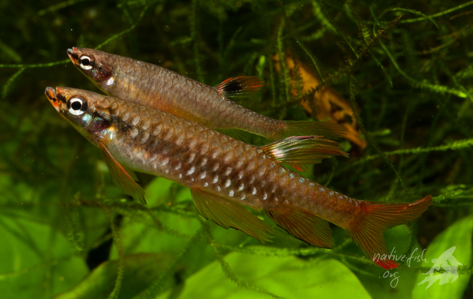 Ein Paar des Spritzsalmlers Copella arnoldi, im Vordergrund das Männchen. (Bildquelle: Stefan K. Hetz, native-fish.org) Spritzsalmler Paar