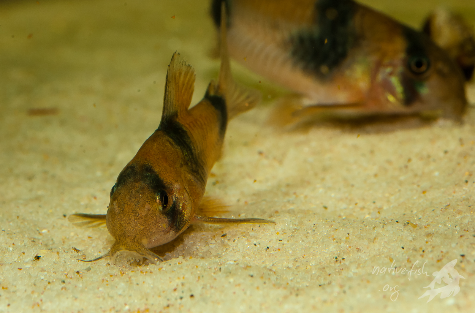 Panzerwelse der Gattung Corydoras tauchen an der Wasseroberfläche auf, um Luft zu schlucken. Den darin enthaltenen Sauerstoff veratmen sie in ihrem reich durchbluteten Darm. (Bildquelle: Stefan K. Hetz, native-fish.org) Panzerwelse können Luft atmen.