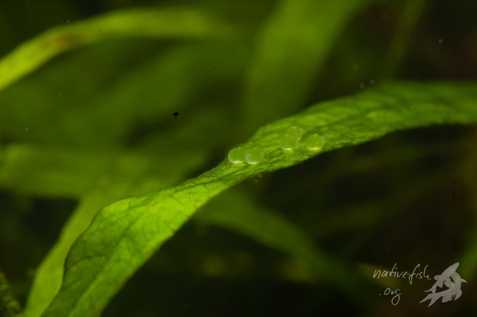 Einige Eier wurden auf dem Farnblatt abgelegt. Die Eier sind sehr transparent - man muss oft sehr genau hinsehen - und entwickeln sich sehr schnell. (Bildquelle: Stefan K. Hetz, native-fish.org) Eier auf Farnblatt