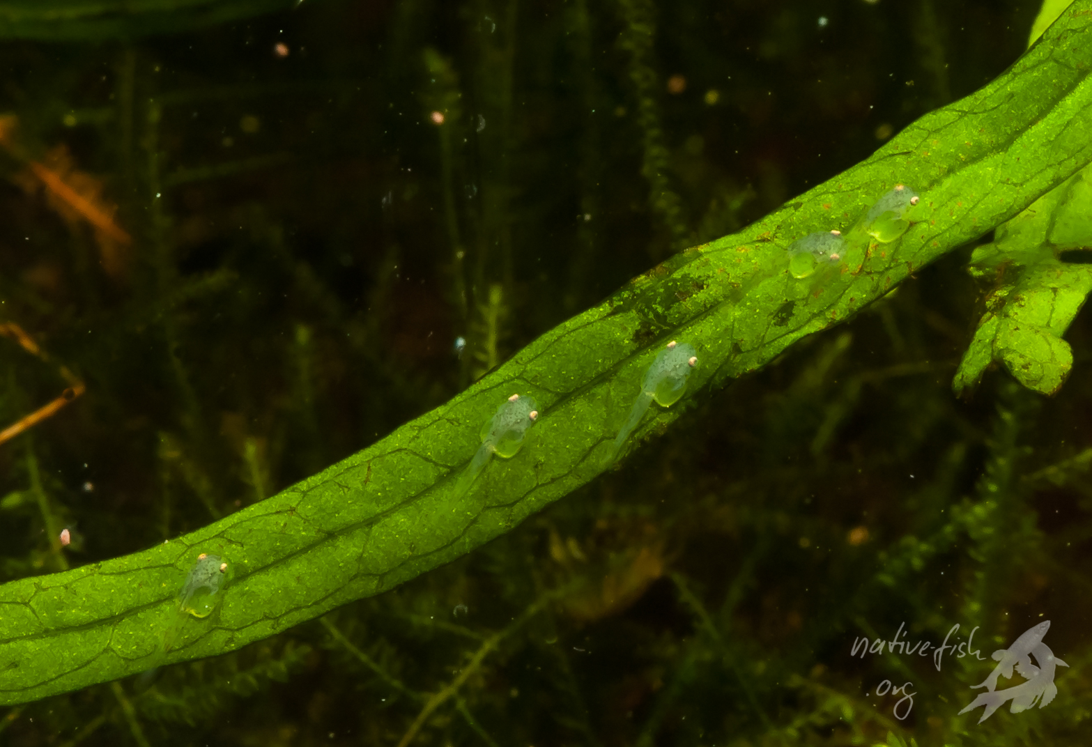 Schon knapp zwei Tage später sind die transparenten Jungfische geschlüpft und sitzen noch gut getarnt auf dem Substrat. Hier fünf Tiere, oft nur an den Augen zu erkennen. (Bildquelle: Stefan K. Hetz, native-fish.org) Jungfische auf Farnblatt