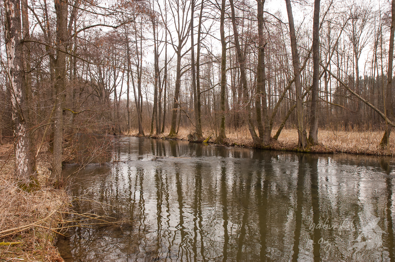 Die Rodach, ein nordbayrischer Mittelgebirgsfluss bei Küps im Frühling 2013. Natürlich in weiten Bereichen aufgestaut und nicht durchgängig, aber man arbeitet daran! (Bildquelle: Stefan K. Hetz, native-fish.org) Die Rodach, ein nordbayrischer Mittelgebirgsfluss. Bild Dr. Stefan K. Hetz