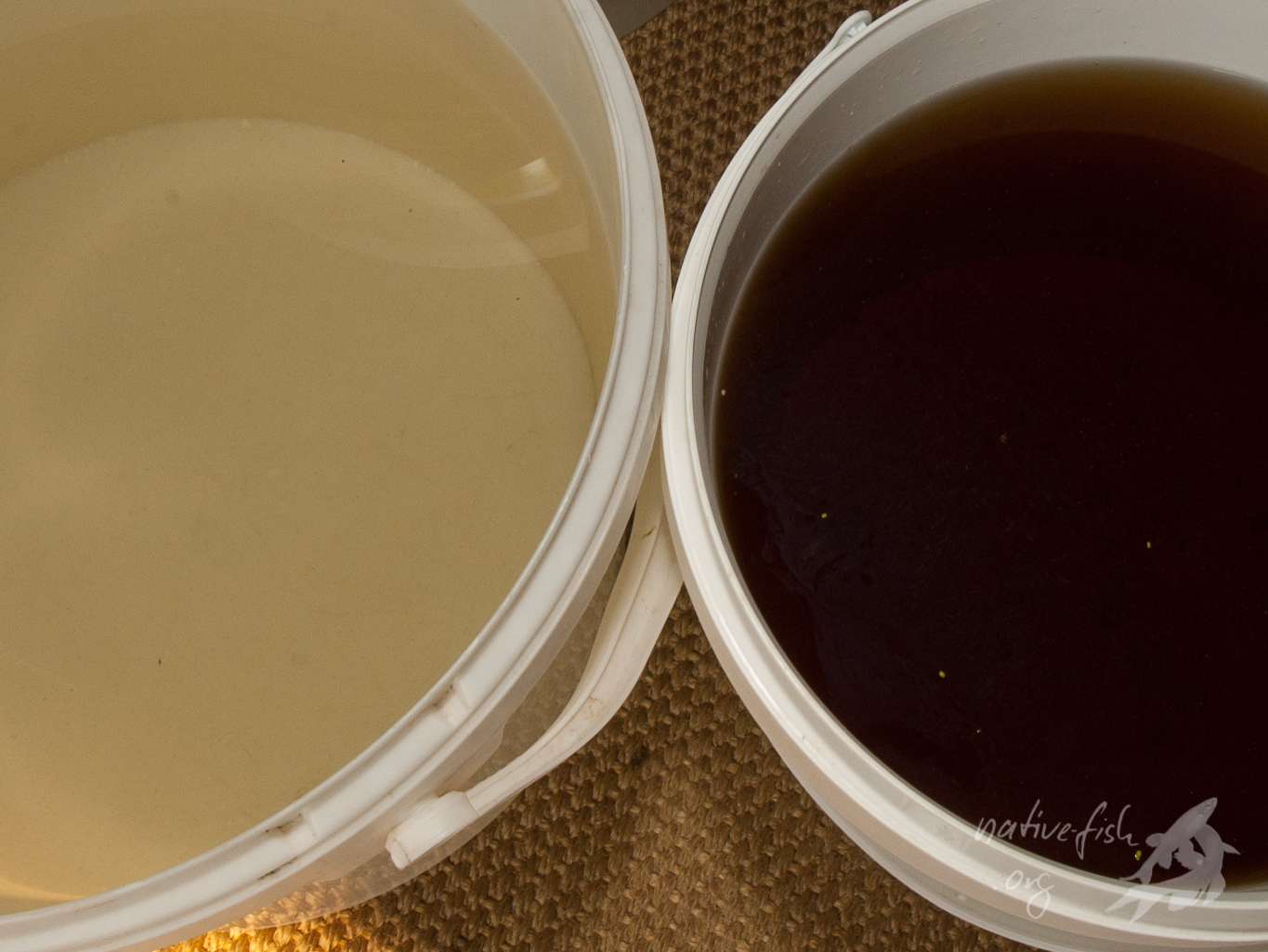 Selbst im Aquarium durch die Zugabe von färbenden organischen Bestandteilen, wie Buchenlaub und Erlenzapfen, hergestelltes Schwarzwasser (rechts) im Vergleich zu normalem Aquarienwasser. (Bildquelle: Stefan K. Hetz, native-fish.org) Selbst hergestelltes Schwarzwasser