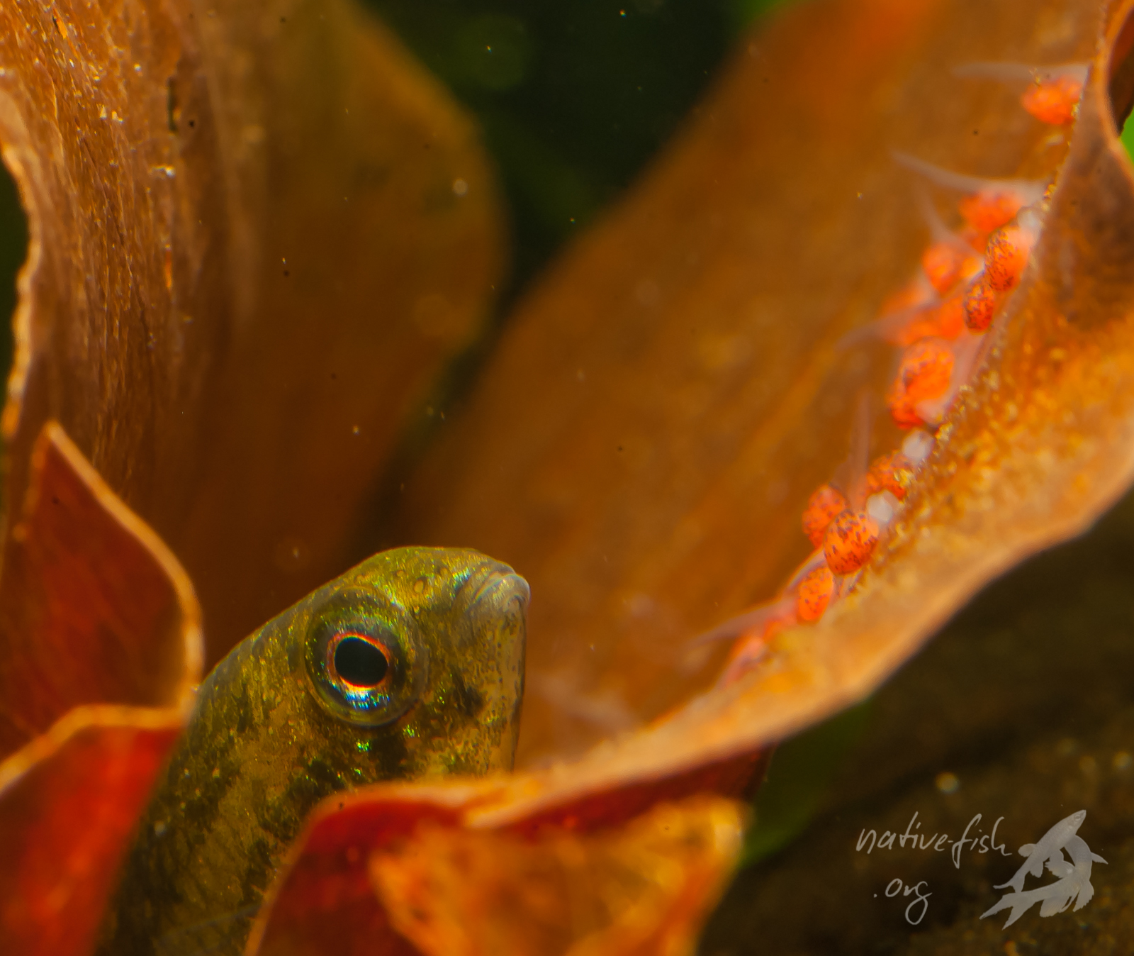 Zwergbuntbarsche leben in der Natur häufig in der Laubschicht am Rande von Gewässern. Buchenblätter sorgen für die Zugabe von DOC und werden ausserdem als Verstecke und Laichsubstrat genutzt. (Bildquelle: Stefan K. Hetz, native-fish.org) Zwergbuntbarschweibchen bei der Laichpflege