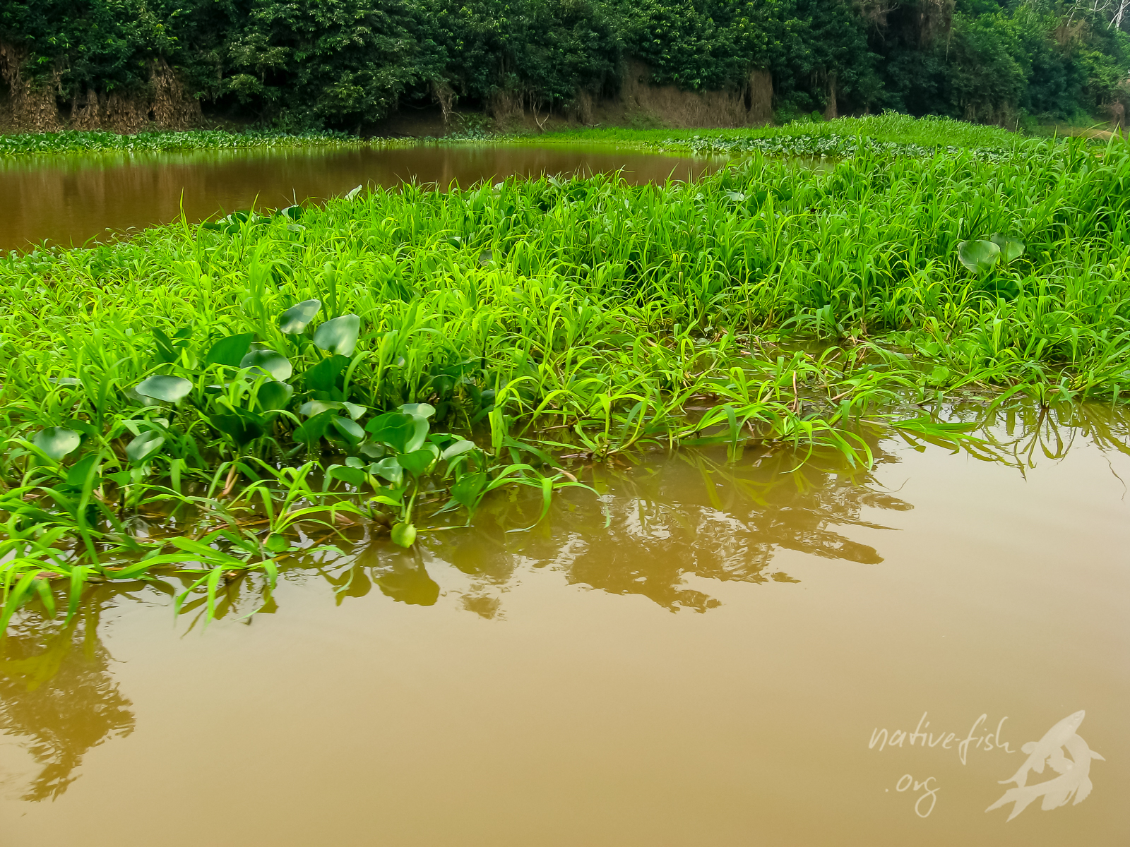 Schwimmende Wiesen bieten Schutz vor Fressfeinden und werden selbst dann von einigen Fischen aufgesucht, wenn sie dadurch Nachteile bei der Sauerstoffversorgung erfahren. (Bildquelle: Stefan K. Hetz, native-fish.org) Schwimmende Wiesen bieten Schutz vor Fressfeinden.