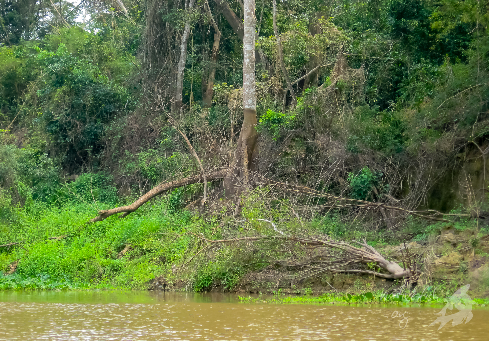 Das Ufer des Rio San Martin zur Trockenzeit. Deutlich ist am Baum in der Mitte die Hochwassermarke zu erkennen, die am Rio San Martin bei Bella Vista in Bolivien bis zu 8 Meter hoch liegt, bei anderen Flüssen jedoch sogar bis zu 17 Meter betragen kann. (Bildquelle: Stefan K. Hetz, native-fish.org) Am Rio San Martin zur Trockenzeit