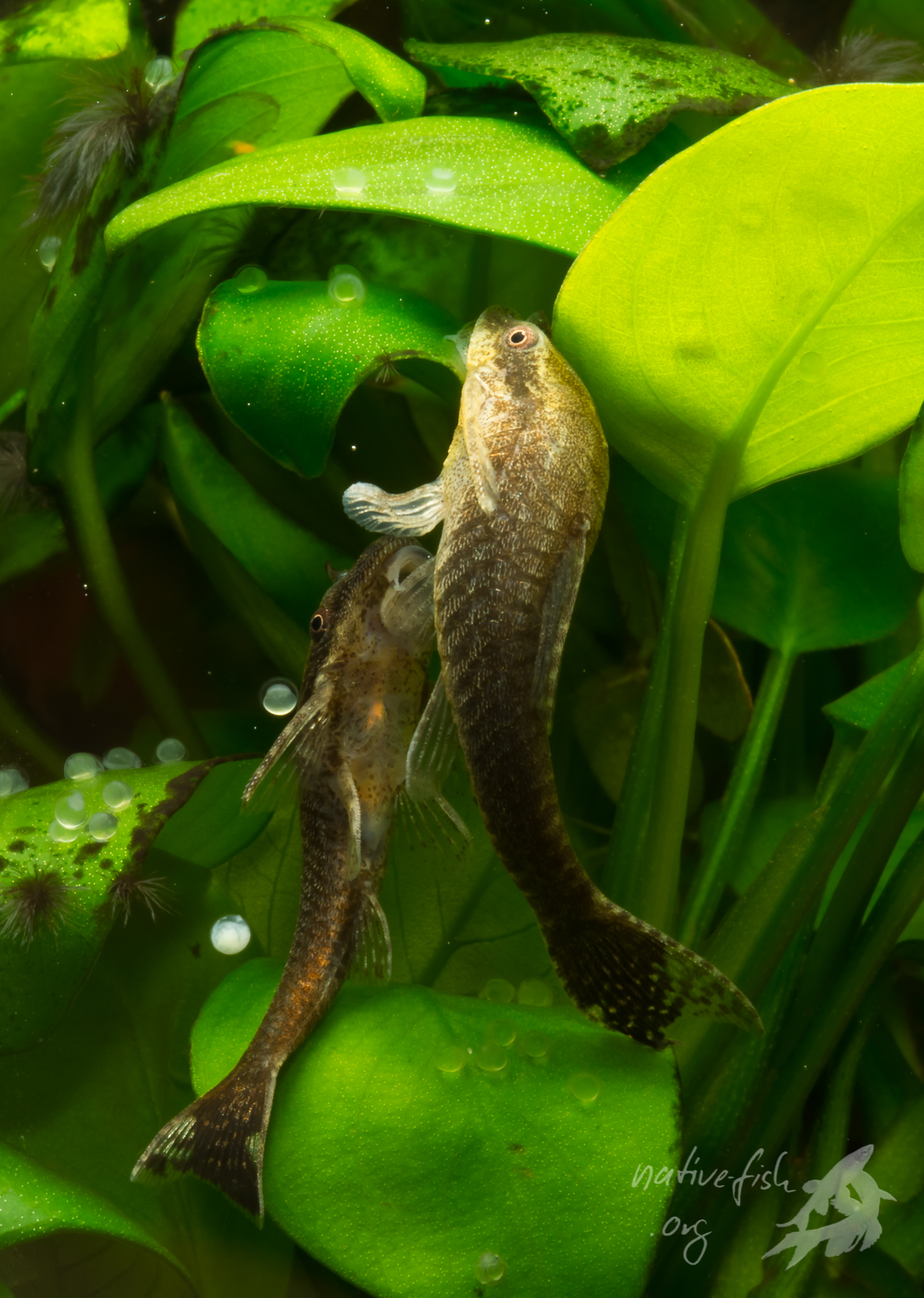 Ein Paar von Otothyropsis piribebuy laicht an Anubias- Blättern. Rund um die Tiere sind viele abgelegte Eier von vorherigen Ablagen zu erkennen. (Bildquelle: Stefan K. Hetz, native-fish.org) Laichendes Paar von Otothyropsis