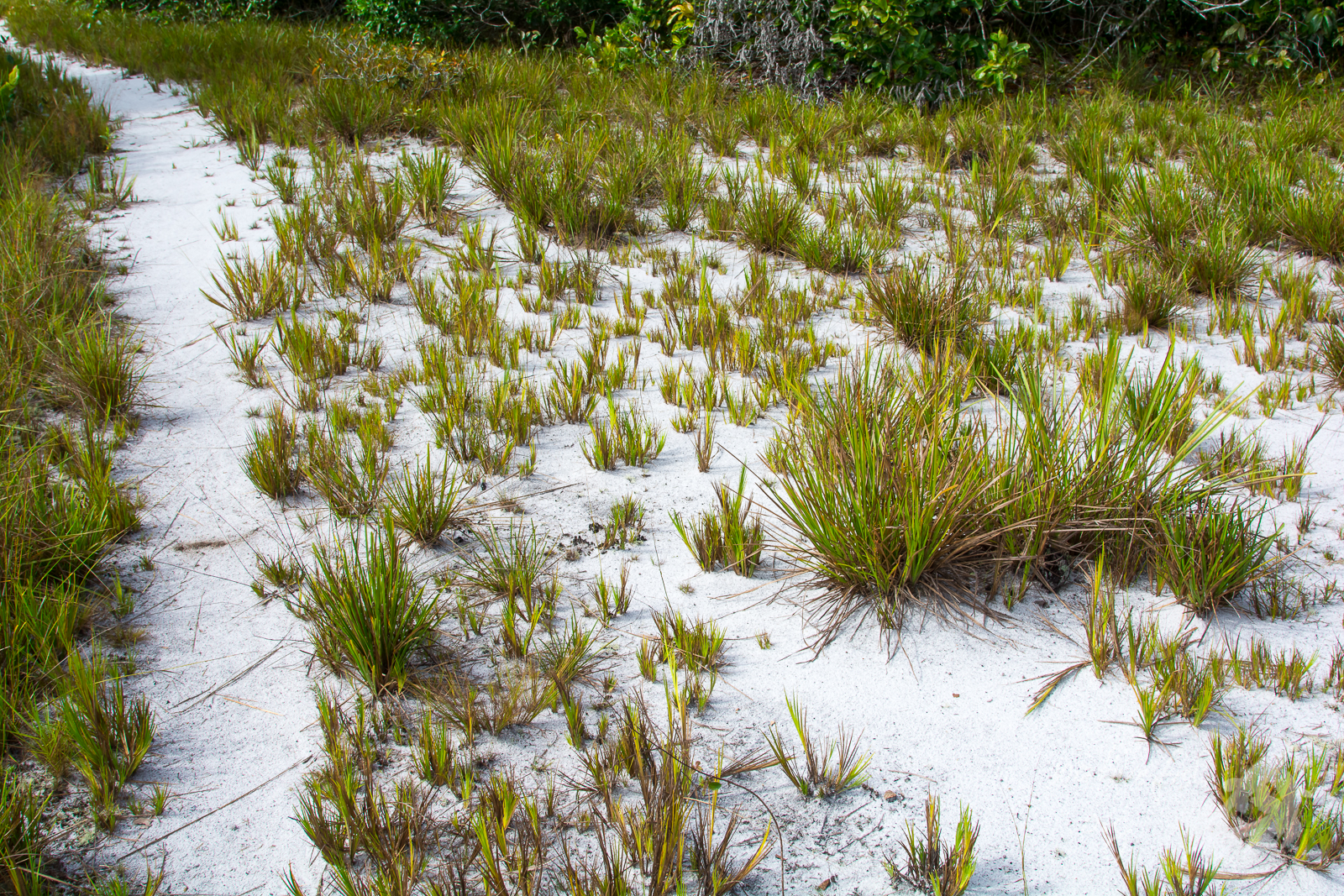 Quartz-Podsolboden am Cano Bocon, einem Nebenfluss des Rio Inirida, im östlichen Kolumbien. (Bildquelle: Stefan K. Hetz, native-fish.org) Podsolboden am Cano Bocon in Kolumbien