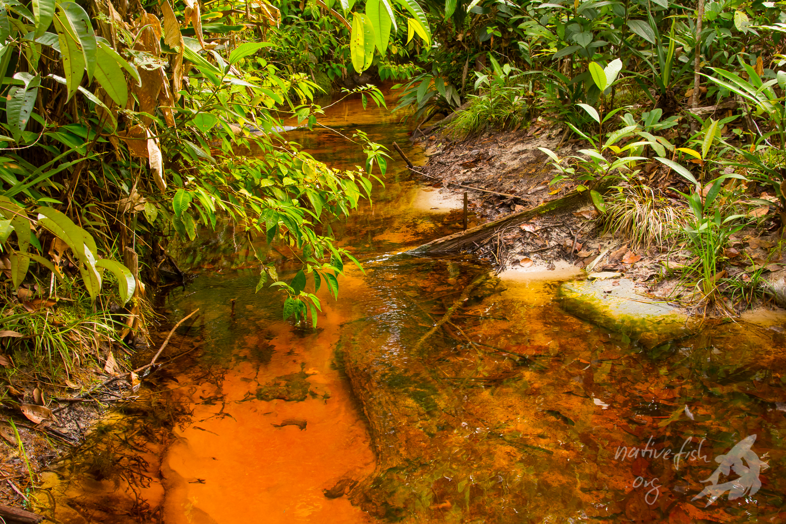 Kleiner Schwarzwasserbach in einem Quartz-Podsolgebiet am Cano Bocon in Kolumbien. (Bildquelle: Stefan K. Hetz, native-fish.org) Kleiner Schwarzwasserbach in einem Podsolgebiet am Cano Bocon in Kolumbien