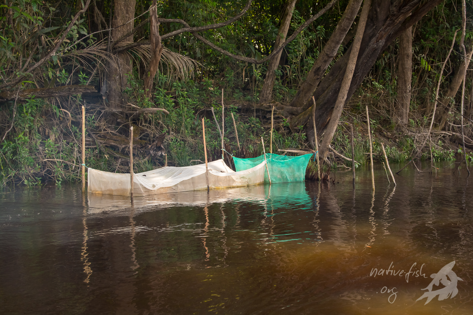 Einfache Zwischenhälterung von Zierfischen einer indigenen Gemeinde im Ramsar-Schutzgebiet (Estrella Fluvial de Inírida) am Cano Bocon in Kolumbien. (Bildquelle: Stefan K. Hetz, native-fish.org) Zierfischfang am Cano Bocon in Kolumbien. Bild Dr. Stefan K. Hetz